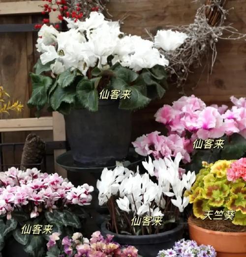 圆阳台适合摆放哪些花？怎样选择？