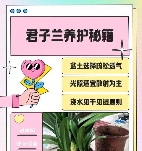 君子兰的栽植技巧和养殖方法是什么？