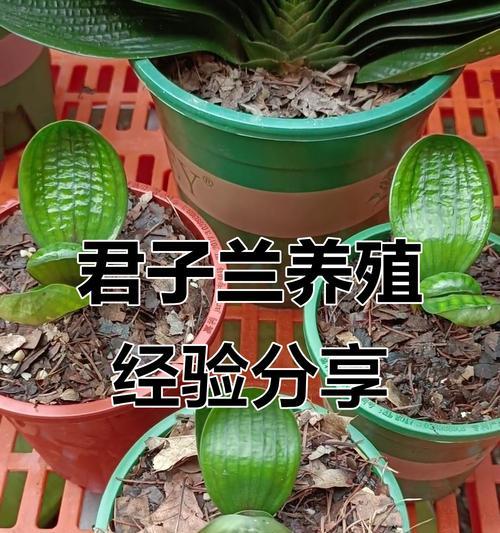 君子兰的栽植技巧和养殖方法是什么？