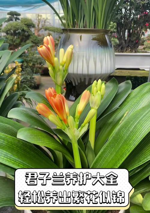 君子兰的栽植技巧和养殖方法是什么？
