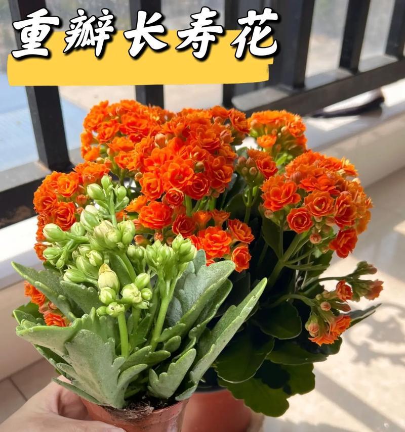 阳台适合种植哪些容易存活的花卉？