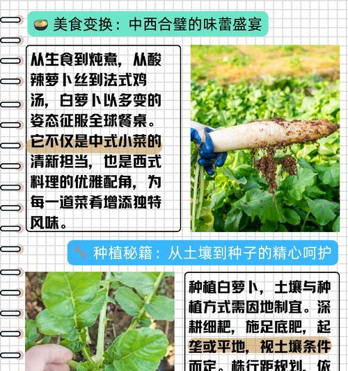 秋季种植蔬菜的最佳播种时间是什么时候？