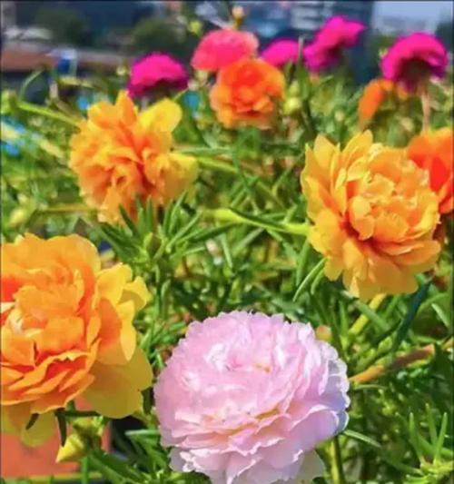 阳台适合种植哪些容易存活的花卉？