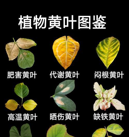 豆角叶子尖发黄的原因是什么？