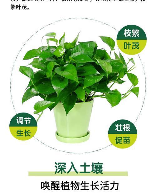 自制高花盆栽植物肥料的步骤是什么？