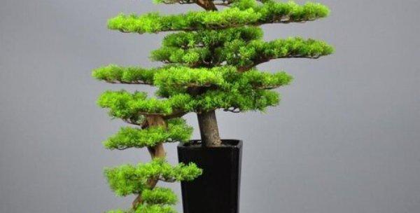 老三果苗盆景的养护要点有哪些？