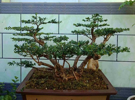 老三果苗盆景的养护要点有哪些？