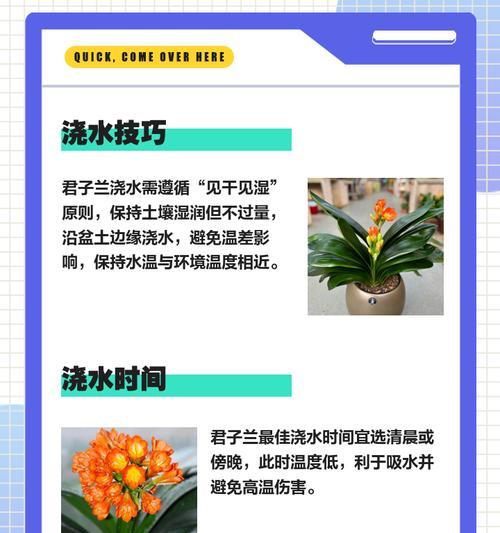君子兰养花小技巧及适用肥料？