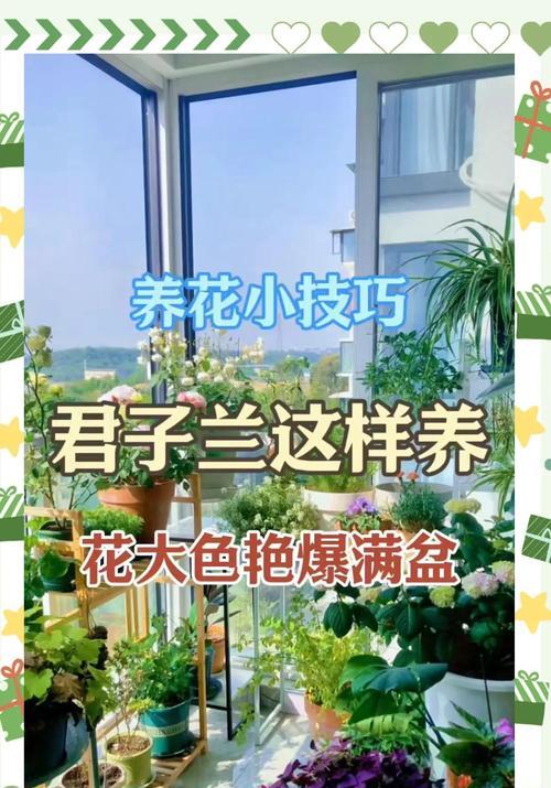 君子兰养花小技巧及适用肥料？