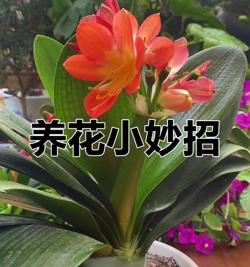 君子兰养花小技巧及适用肥料？