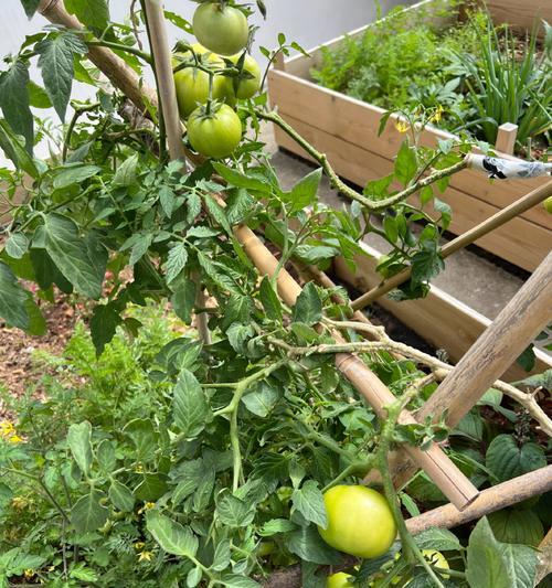 果树露台种植注意事项有哪些？怎样避免常见错误？