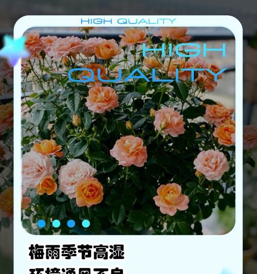 梅雨天月季如何正确浇水施肥？有哪些注意事项？