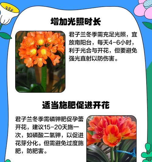 君子兰松针养护效果：使用松针有什么好处？