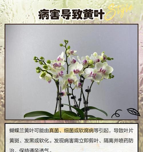 蝴蝶兰换盆后叶子发黄是什么原因？如何解决？