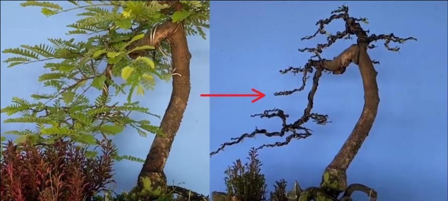 小叶子盆景的制作方法是什么？