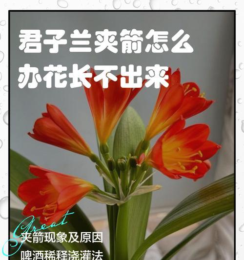 君子兰夹箭现象如何通过套袋解决？
