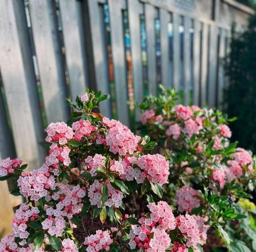 室外适合养殖哪些观赏植物？