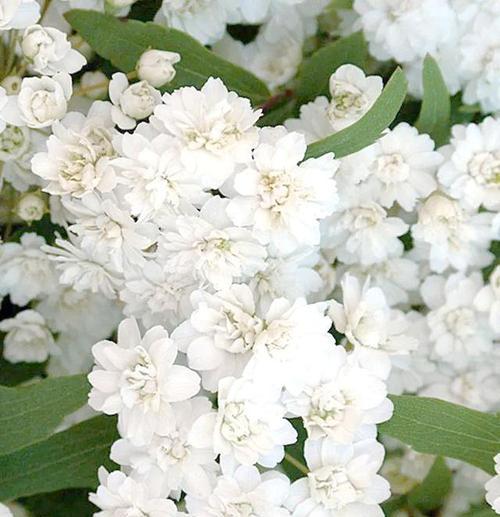室外适合养殖哪些观赏植物？