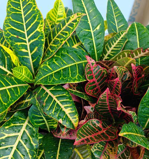 室外适合养殖哪些观赏植物？