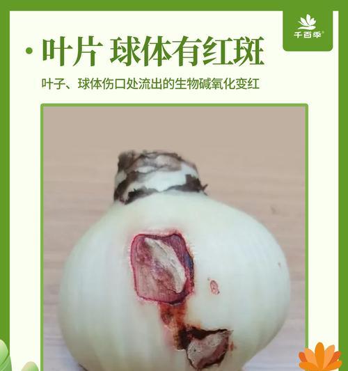 朱顶红生长缓慢？可能是什么原因导致的？