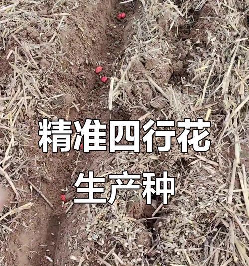 花生播种的最佳温度是多少？如何选择合适的播种时机？