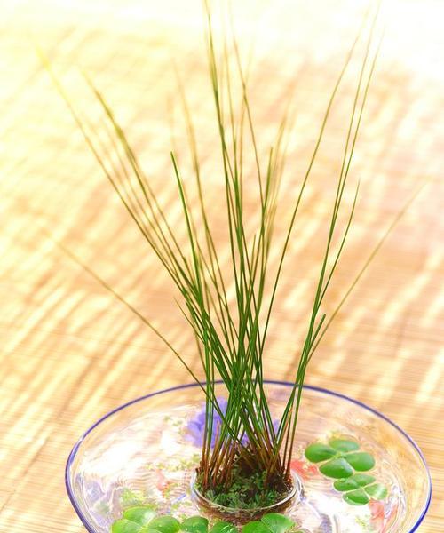 哪些水生植物能有效除异味？推荐品种有哪些？