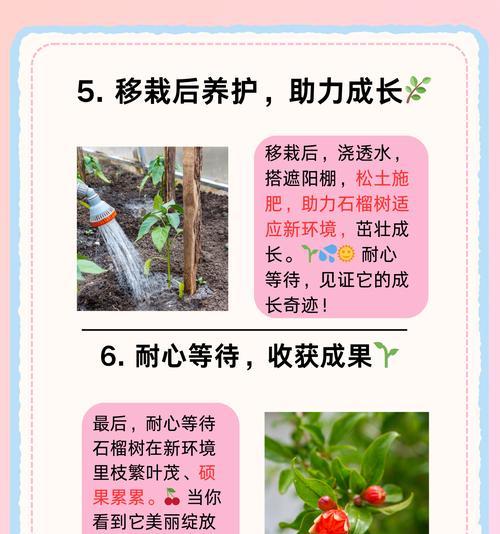 石榴扦插后发芽叶子黄化问题如何解决？