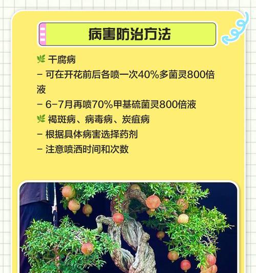 石榴扦插后发芽叶子黄化问题如何解决？