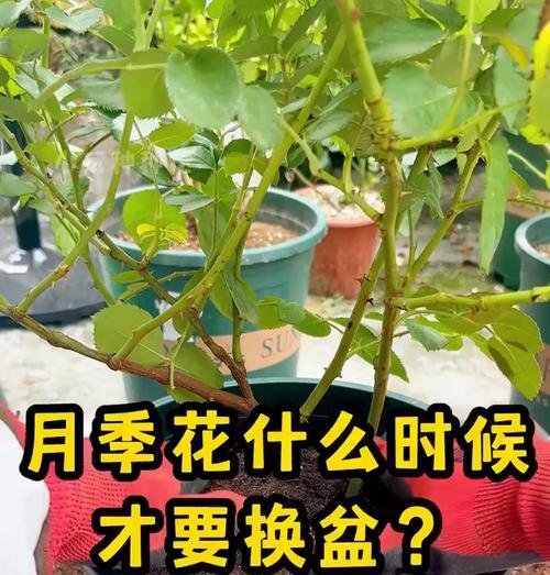 阳台种植月季花需要哪些工具和材料？