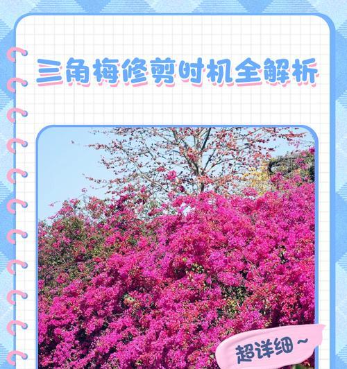 三角梅怎么留主干？修剪技巧与主干培养方法？
