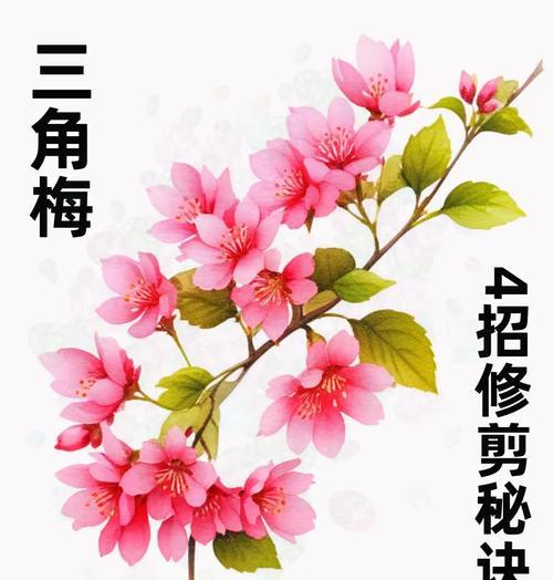 三角梅怎么留主干？修剪技巧与主干培养方法？