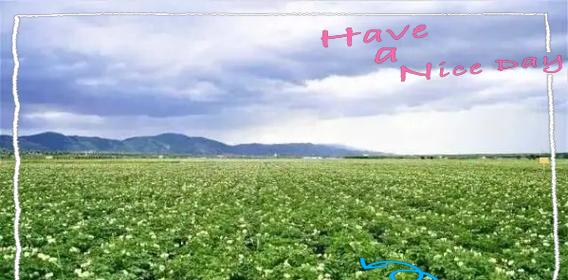 土豆浇水的正确方式是什么？如何确保水分充足？