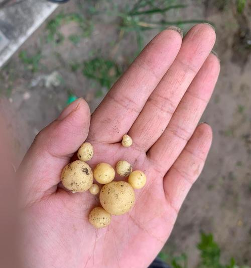 土豆浇水的正确方式是什么？如何确保水分充足？