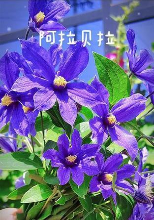 铁线莲鲜切花如何保持花开状态？