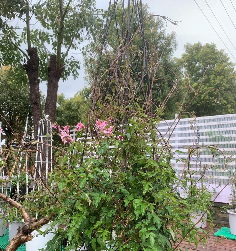 铁线莲鲜切花如何保持花开状态？
