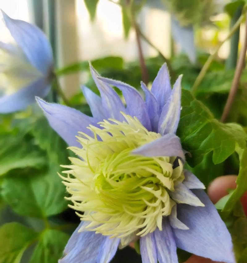 铁线莲鲜切花如何保持花开状态？