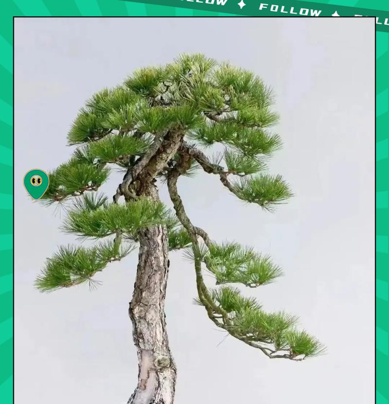 柏树双枝盆景的养护技巧有哪些？