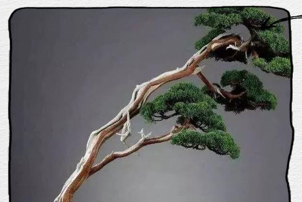 柏树双枝盆景的养护技巧有哪些？