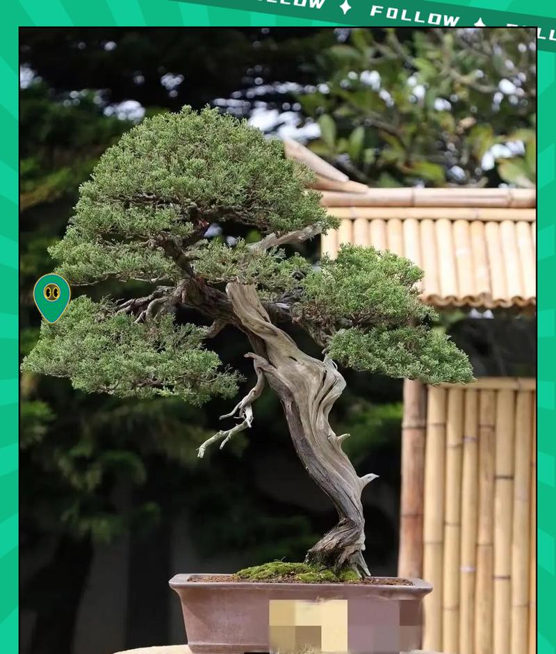 柏树双枝盆景的养护技巧有哪些？