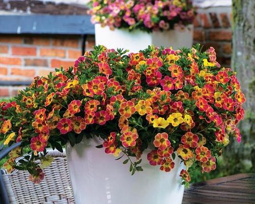 阳台不同方位适合种植什么颜色的花？