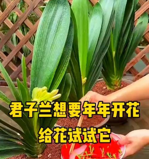 君子兰分枝技巧是什么？