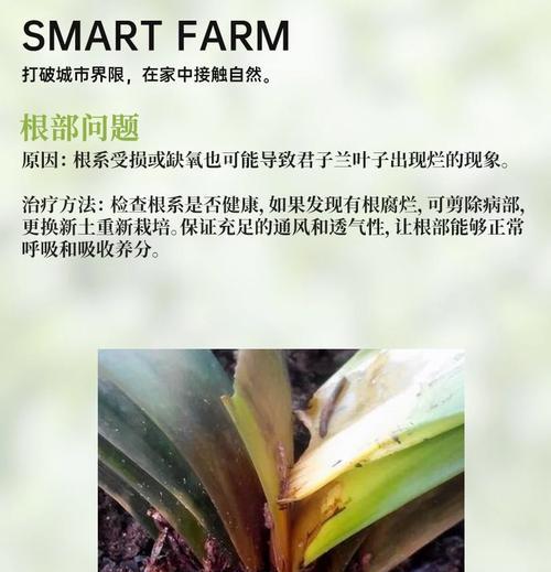 君子兰根部腐烂如何补救？有效方法是什么？