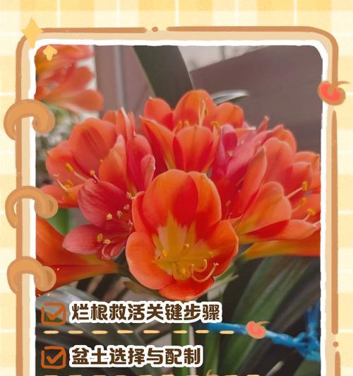 君子兰根部腐烂如何补救？有效方法是什么？