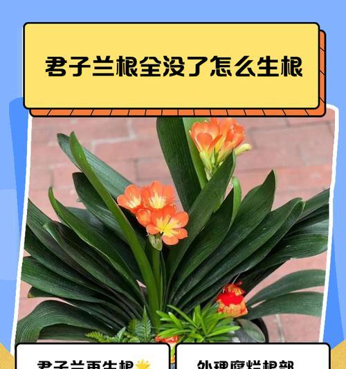 君子兰根部腐烂如何补救？有效方法是什么？