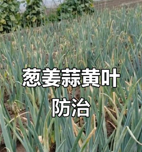 辣蒜叶子发黄的原因是什么？如何处理？