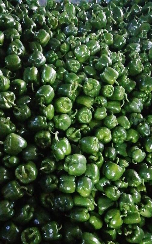 黑龙省什么时候辣椒直接播种方法？最佳播种时间是什么时候？