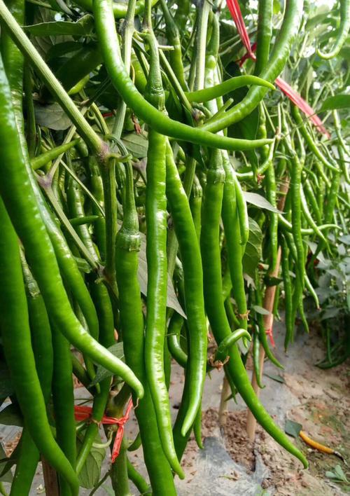 黑龙省什么时候辣椒直接播种方法？最佳播种时间是什么时候？
