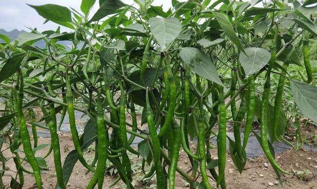 黑龙省什么时候辣椒直接播种方法？最佳播种时间是什么时候？