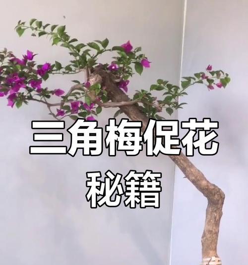 广东盆栽三角梅养护方法是什么？