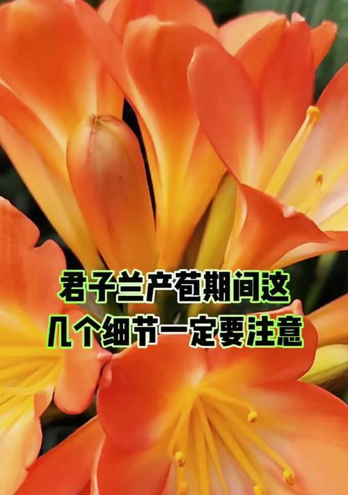 君子兰青苞期养护方法有哪些？
